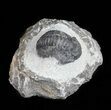 Bargain, Gerastos Trilobite Fossil - Morocco #57624-2